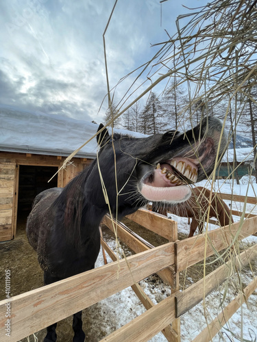 denti cavallo gialli carine mangiare fieno cavalli dentatura 