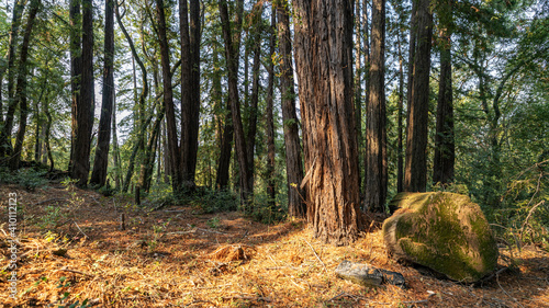 sequoias grow in the forest, landscape of trees