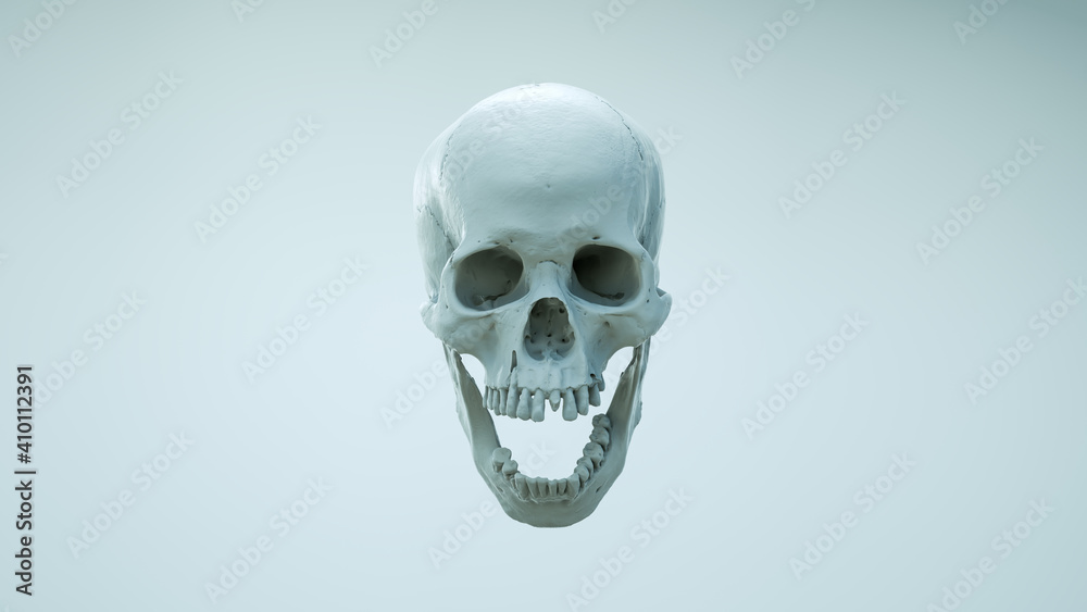 Fototapeta premium Human skull with an open lower jaw on a Dark isolated background. The concept of death, immortality, eternal life, horror. Acult symbol. Spooky Halloween symbol. 3D render