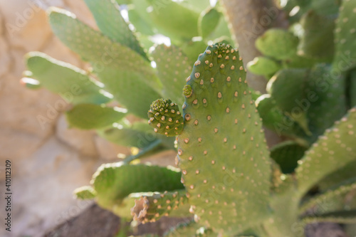 Beautiful big green cactus at the exotic garden
