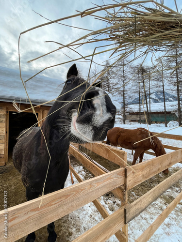 cavallo fieno stalla fattoria 