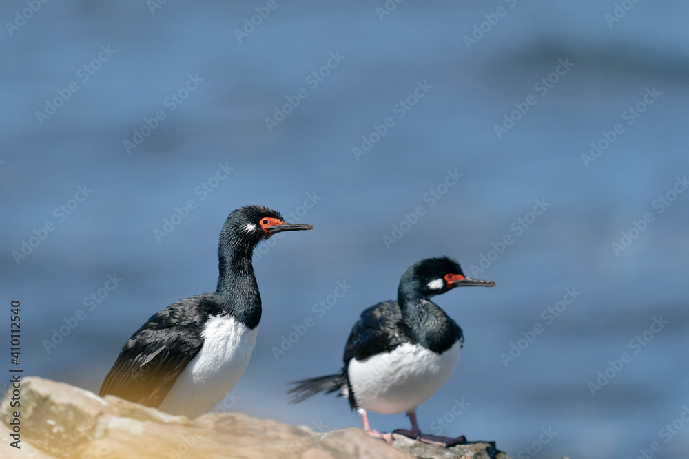 Fototapeta premium The Rock shag or Magellanic cormorant (Phalacrocorax magellanicus)