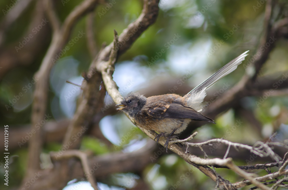 Fototapeta premium New Zealand fantail Rhipidura fuliginosa calling. Stewart Island. New Zealand.