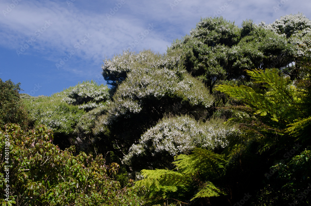 Podocarp rainforest in Stewart Island. New Zealand.