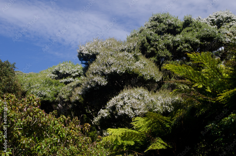 Podocarp rainforest in Stewart Island. New Zealand. Podocarp rainforest in Stewart Island. New Zealand.
