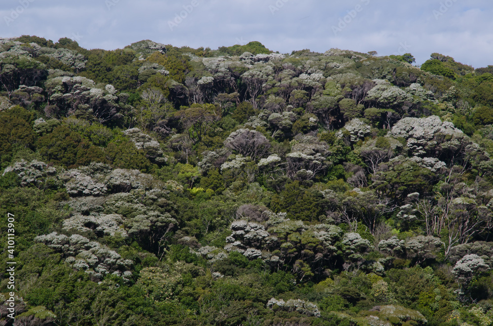 Podocarp rainforest in Stewart Island. New Zealand.