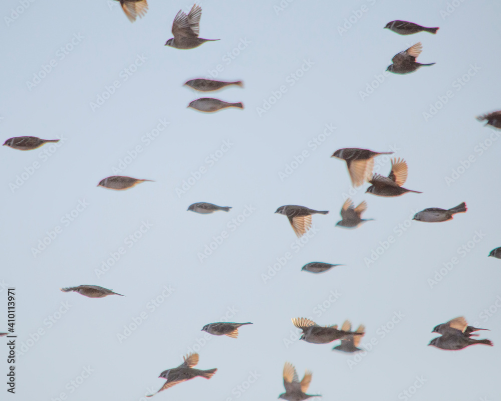 Obraz premium flock of birds