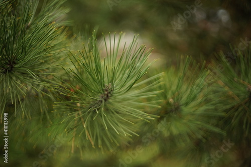 Lush pine tree branch closeup in the garden