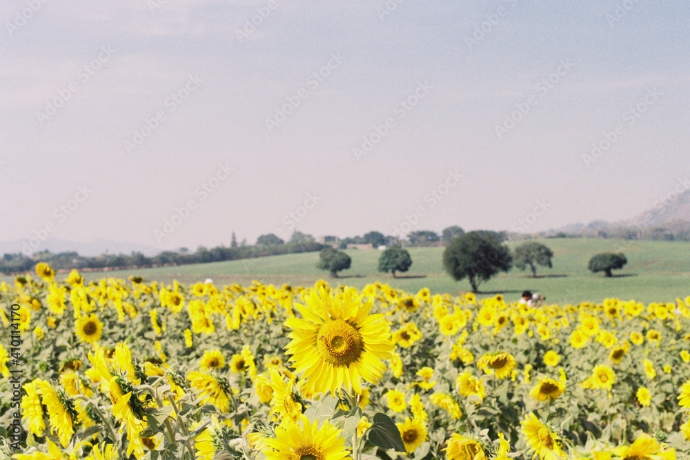 Fototapeta premium sunflower field in summer