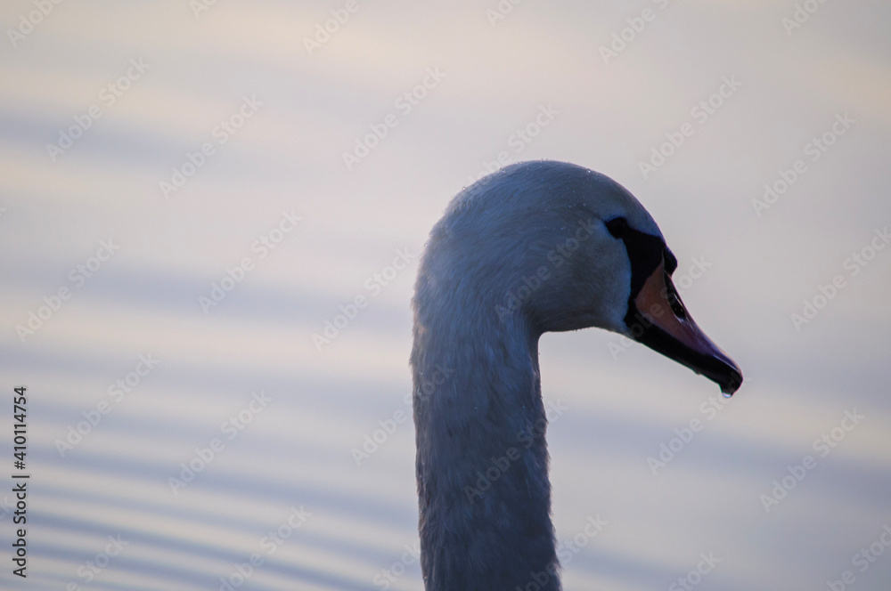 Obraz premium mute swan cygnus olor