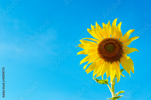 sunflower bright blue sky