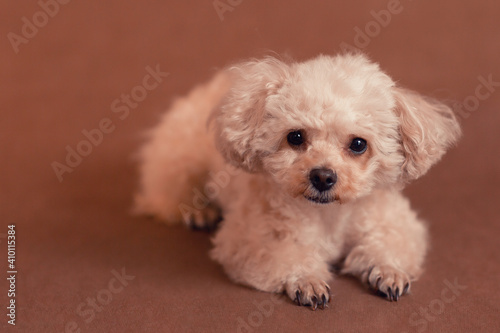 little cute curly peach brown poodle dog lies on brown surface