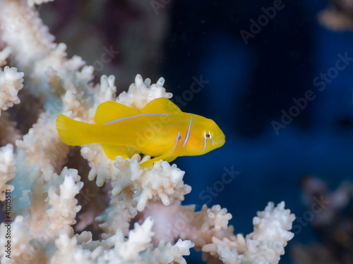 Lemon coral goby in an acropora table coral (Ras Mohammed, Sharm El Sheikh, Red Sea, Egypt) photo