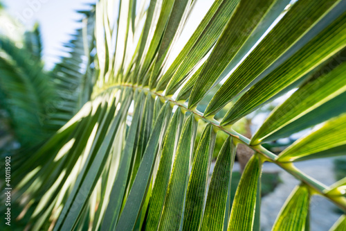 Beautiful big palm leaf against tropical garden.