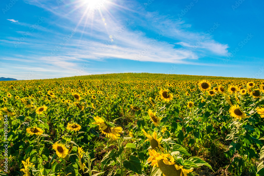 Fototapeta premium sunflower field