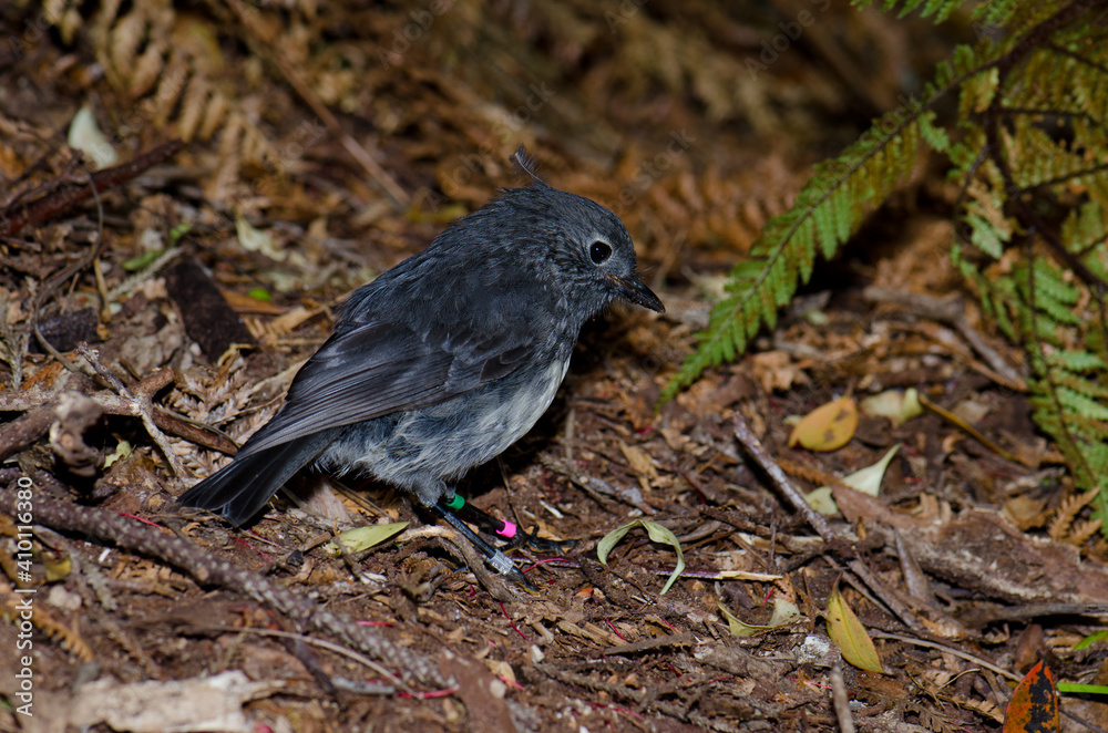 Stewart Island robin Petroica australis rakiura. Ulva Island. Rakiura National Park. New Zealand. Stewart Island robin Petroica australis rakiura. Ulva Island. Rakiura National Park. New Zealand.