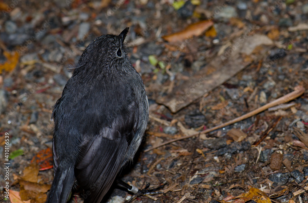 Obraz premium Stewart Island robin Petroica australis rakiura. Ulva Island. Rakiura National Park. New Zealand.