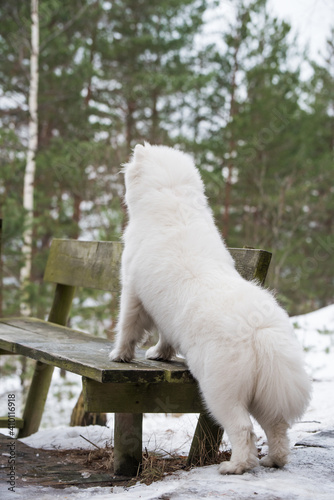 Samoyed white dog back view is in the winter forest near a bench