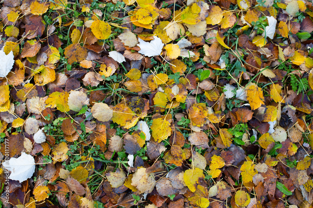 Bright autumn foliage on the ground. Autumn background. Quiet and beautiful autumn Bright autumn foliage on the ground. Autumn background. Quiet and beautiful autumn