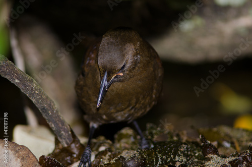 South Island saddleback Philestumus carunculatus searching for food. Immature. Ulva Island. Rakiura National Park. New Zealand. photo