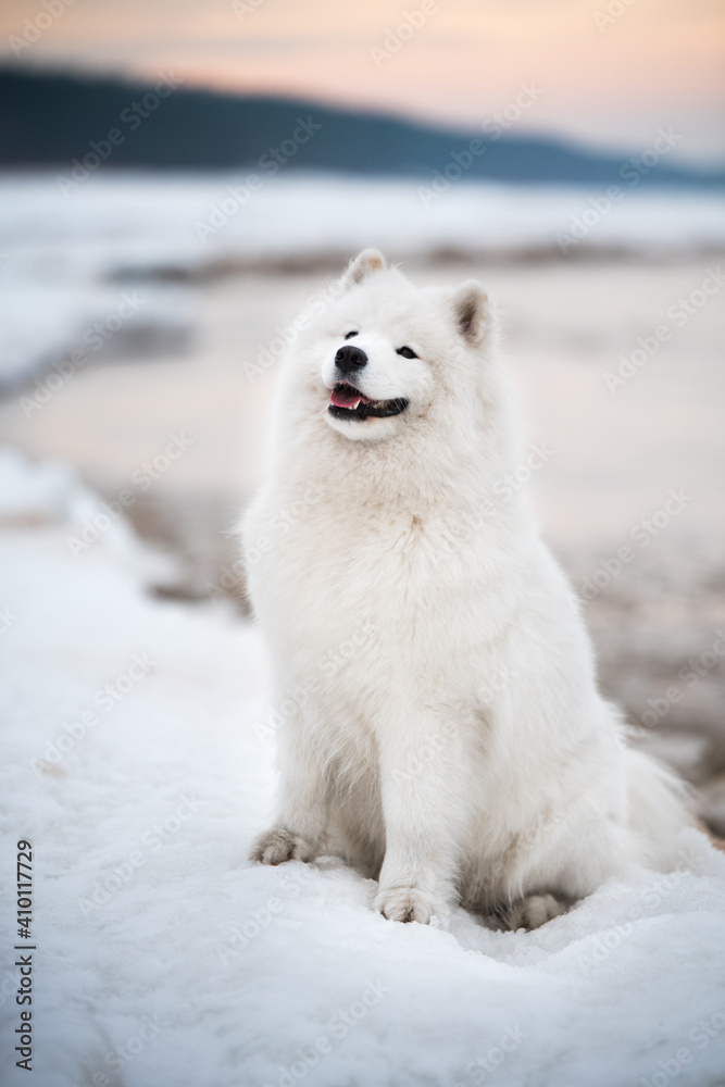 Samoyed white dog is on snow Saulkrasti beach in Latvia