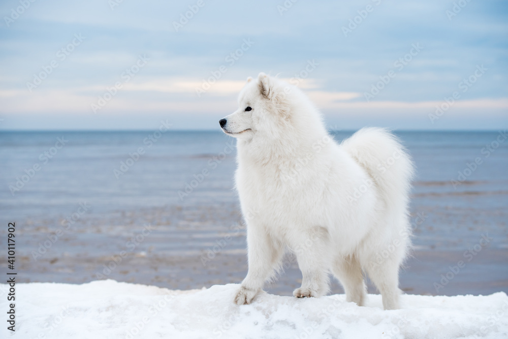 Obraz premium Samoyed white dog is on snow Saulkrasti beach in Latvia