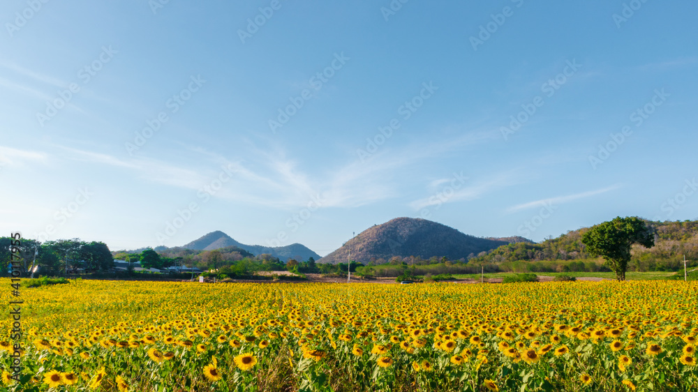Landscape nature of flower fields and mountains. beautiful field sunflower bright blue sky on  hill
