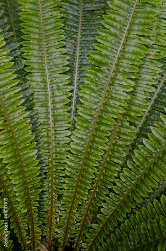 Fronds of crown fern Lomaria discolor. Ulva Island. Rakiura National Park. New Zealand.