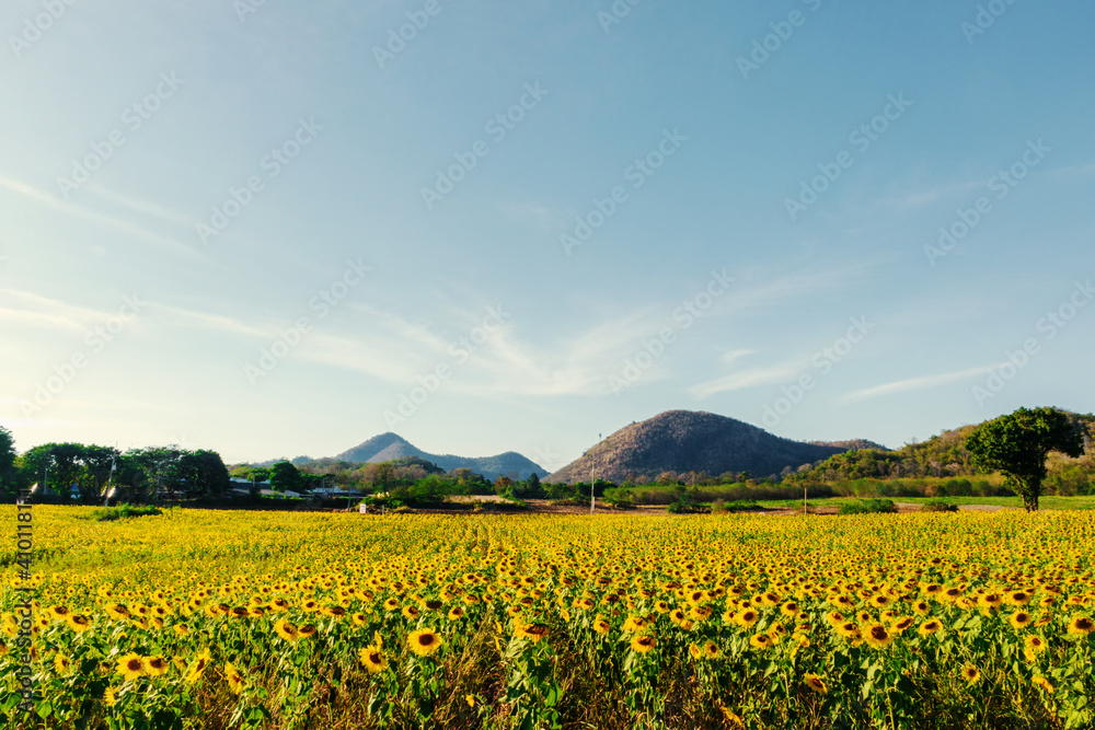 Landscape nature of flower fields and mountains. beautiful field sunflower bright blue sky on hill Landscape nature of flower fields and mountains. beautiful field sunflower bright blue sky on hill