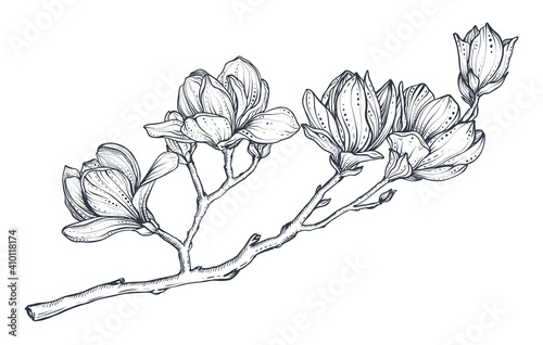 Hand drawn vector magnolia branch. Beautiful romantic elegant floral element.