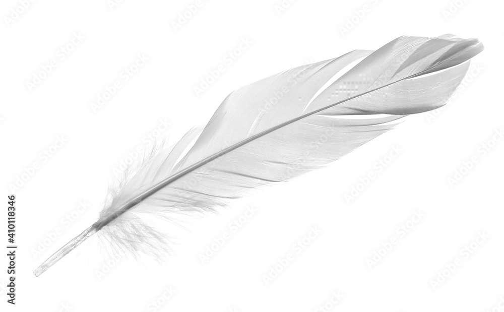 White feather, quill isolated on white background with clipping path Stock  Photo