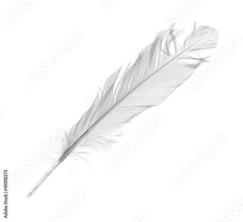 White feather, quill isolated on white background with clipping path