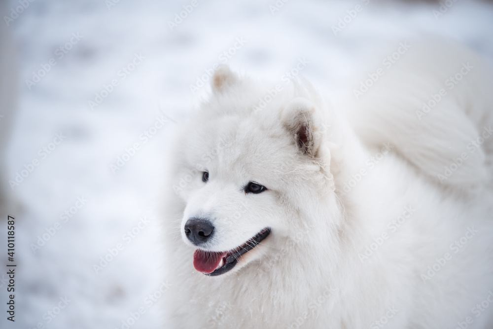 Samoyed white dog muzzle close up is on Baltic sea beach Samoyed white dog muzzle close up is on Baltic sea beach