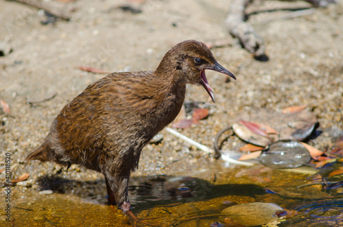Steward Island weka Gallirallus australis scotti. Juvenile calling. Boulder Beach. Ulva Island. Rakiura National Park. New Zealand. photo