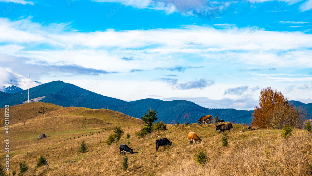 A large herd of cows grazes in the meadow and eats grass against the backdrop of the beautiful nature of the Carpathians