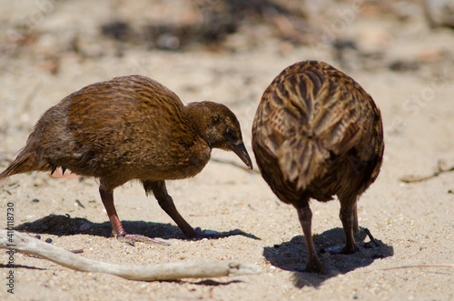 Steward Island weka Gallirallus australis scotti. Juvenile and adult searching for food. Boulder Beach. Ulva Island. New Zealand. photo