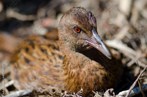 Steward Island weka Gallirallus australis scotti resting. Boulder Beach. Ulva Island. Rakiura National Park. New Zealand. photo