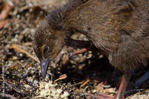 Steward Island weka Gallirallus australis scotti. Juvenile scratching. Boulder Beach. Ulva Island. Rakiura National Park. New Zealand. photo