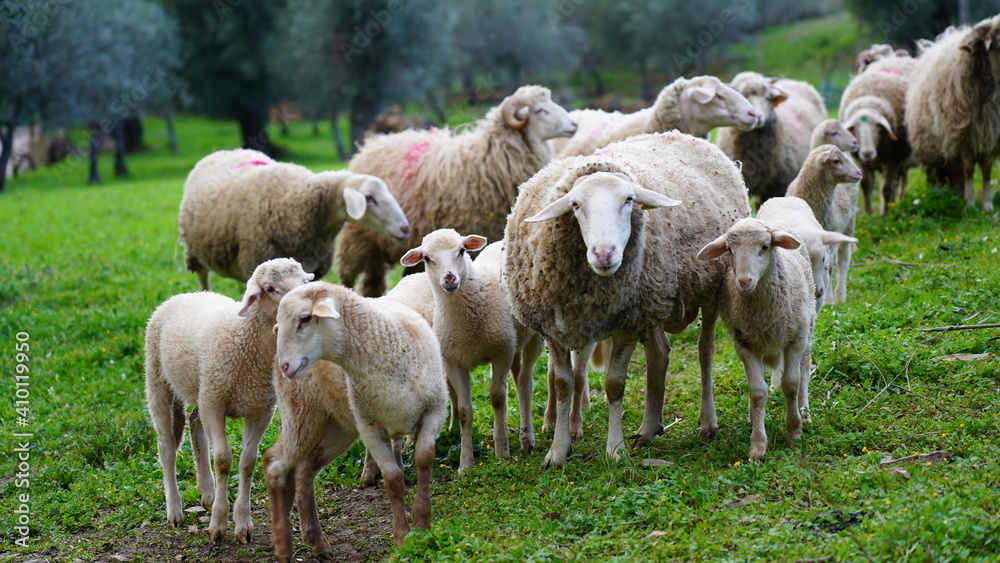 Ovelhas. Agricultura. Ovelhas. Agricultura.