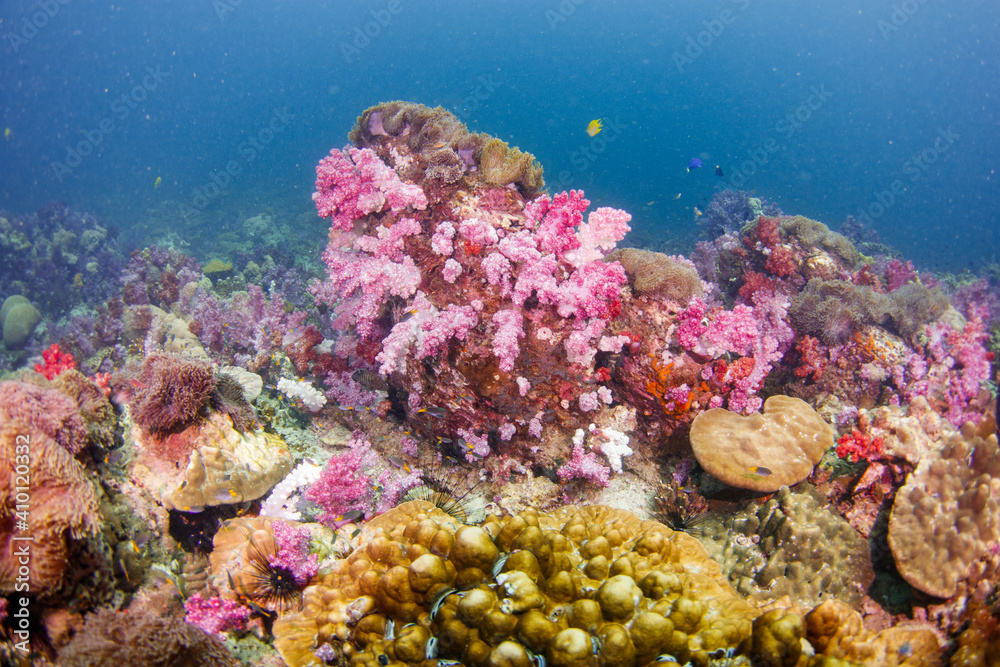 Fototapeta premium A beautiful, brightly colored tropical coral reef in a tropical ocean.