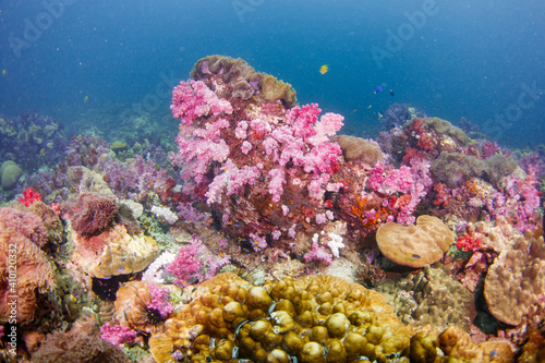 A beautiful  brightly colored tropical coral reef in a tropical ocean.