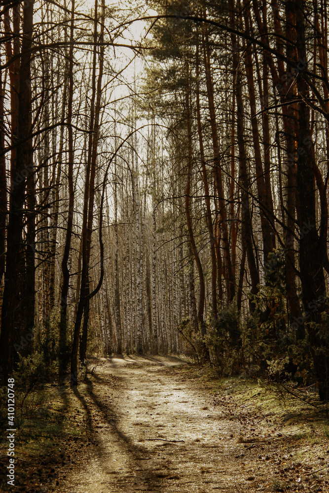 Fototapeta premium path in the forest