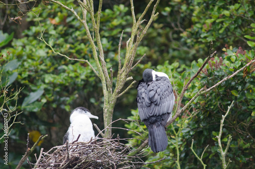 Australian pied cormorants Phalacrocorax varius. Adult sleeping and chick in the nest. Stewart Island. Rakiura National Park. New Zealand. photo