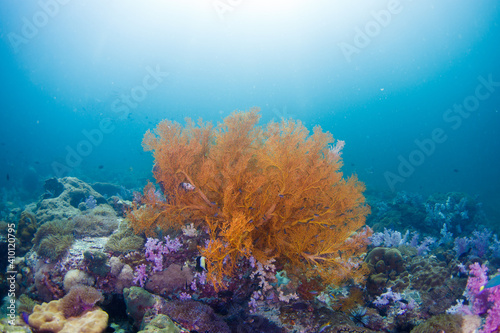 Colorful Andaman sea fan on healthy coral reef . Lipe , Thailand 