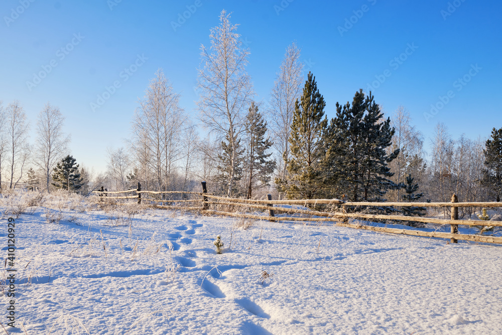 landscape with traces in the snow against the background of an old wooden fence and forest landscape with traces in the snow against the background of an old wooden fence and forest