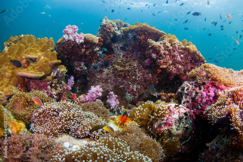 A beautiful, brightly colored tropical coral reef in a tropical ocean.