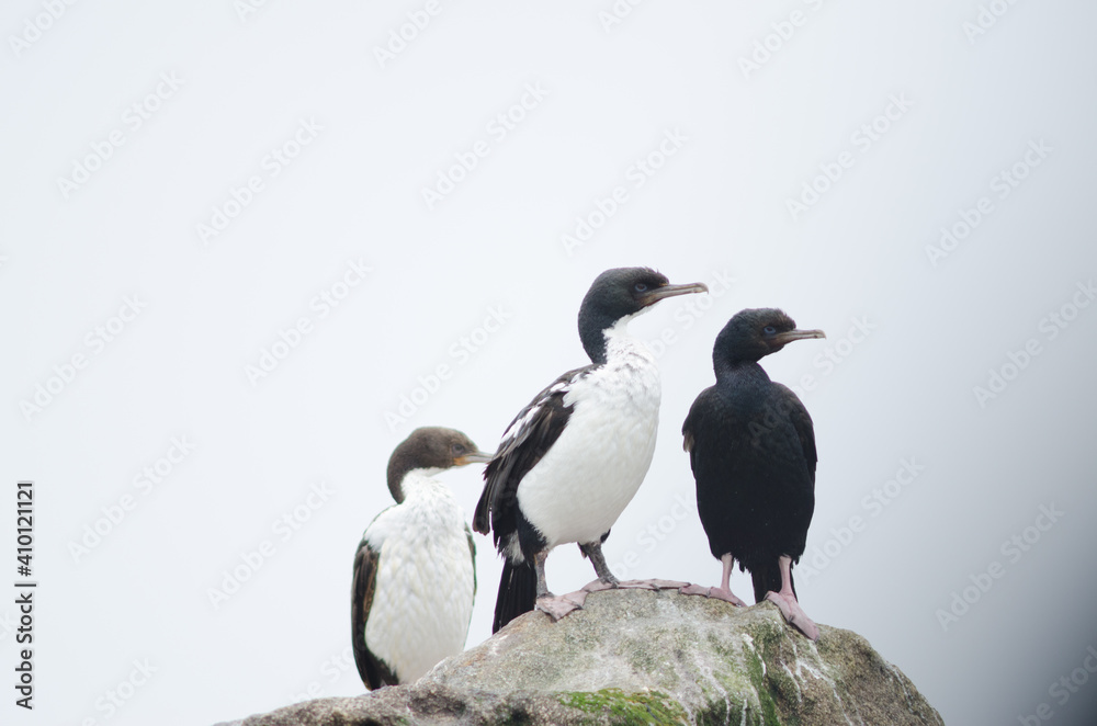 Fototapeta premium Otago shags Leucocarbo chalconotus. Pied morph to the left and bronze morph to the right. Islet next to Stewart Island. New Zealand.
