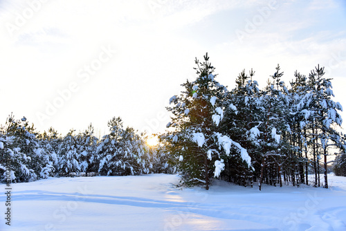 Wallpaper Mural Pine and fir forest covered with snow after strong snowfall. Green pine trees in the snow in winter on the blue sky background. Awesome winter landscape. Snow-covered tree in the wild forest Torontodigital.ca