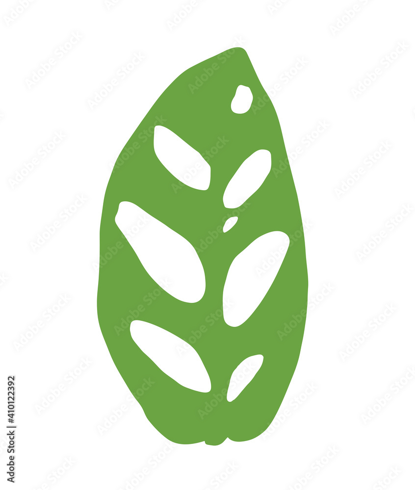 Janda bolong or monstera obliqua plant, leaf silhouette isolated on white background Janda bolong or monstera obliqua plant, leaf silhouette isolated on white background