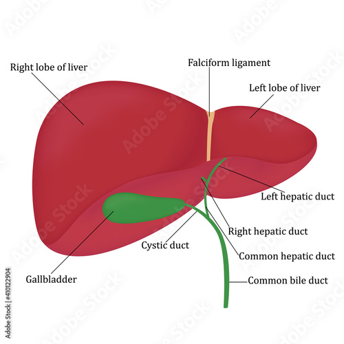 Human anatomy liver, gallbladder, bile ducts with signatures. Vector illustration